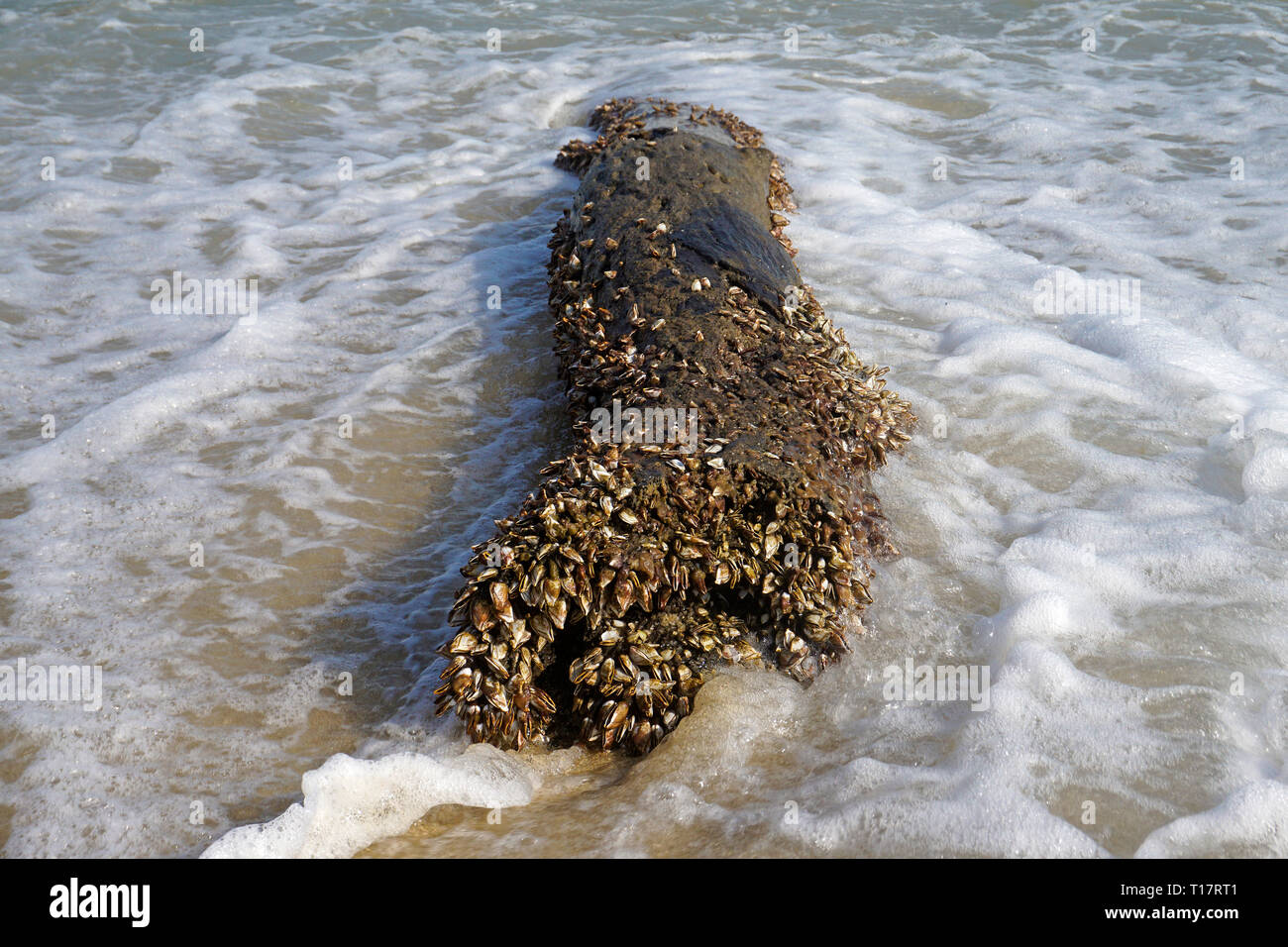 Goose cirripedi (Pedunculata) ricoperta di una lavata fino tronco, Lamai Beach, Koh Samui, Golfo di Thailandia, Tailandia Foto Stock