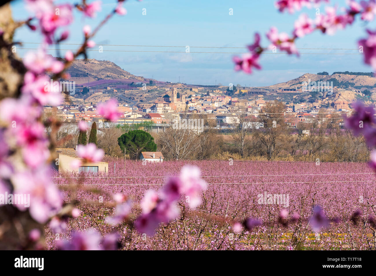 Defocalizzata rami di pesco in fiore in primo piano. Sullo sfondo di una bellissima vista di Aitona con pesco campi con fiori di inchiostro. Aitona Foto Stock