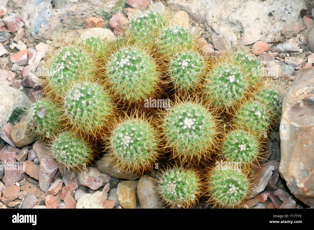 Dettaglio di un gruppo cactus globulare Foto Stock