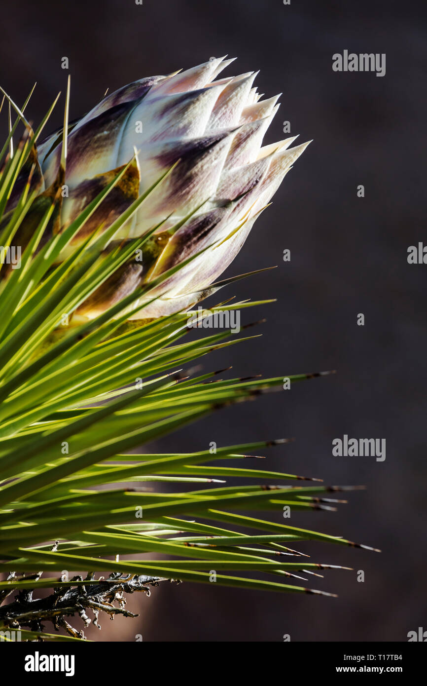 A Joshua Tree bloom (Yucca brevifolia engelm) - Joshua Tree National Park, California Foto Stock