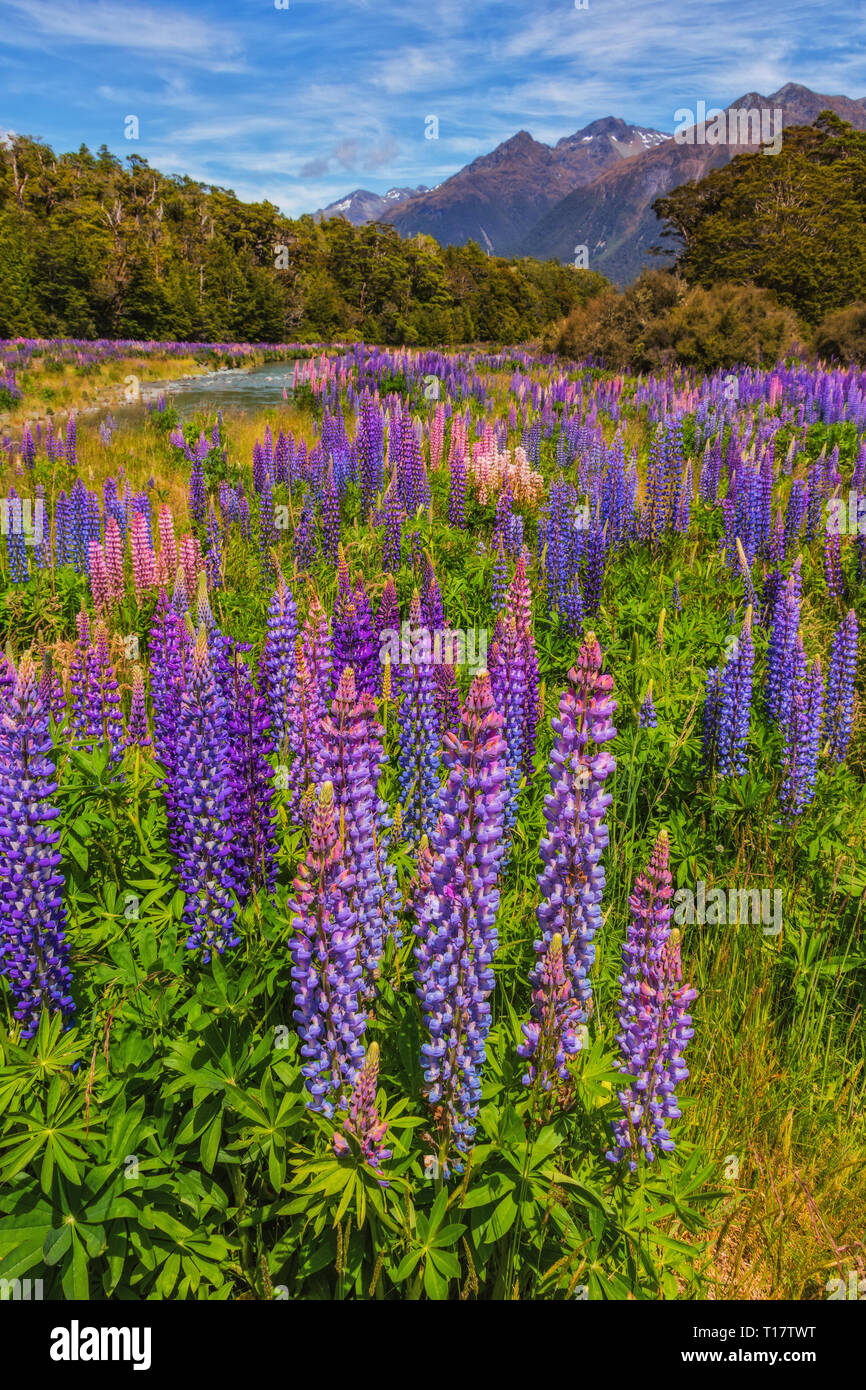 In estate, enormi campi di lupino bloom contro il paesaggio delle Alpi del Sud sull'Isola del Sud della Nuova Zelanda. Foto Stock