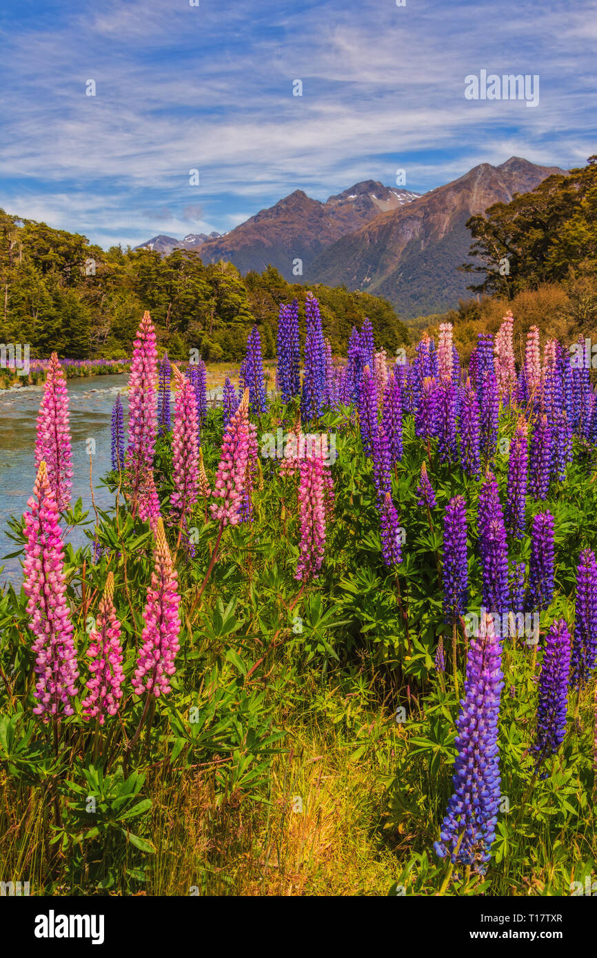 In estate, enormi campi di lupino bloom contro il paesaggio delle Alpi del Sud sull'Isola del Sud della Nuova Zelanda. Foto Stock