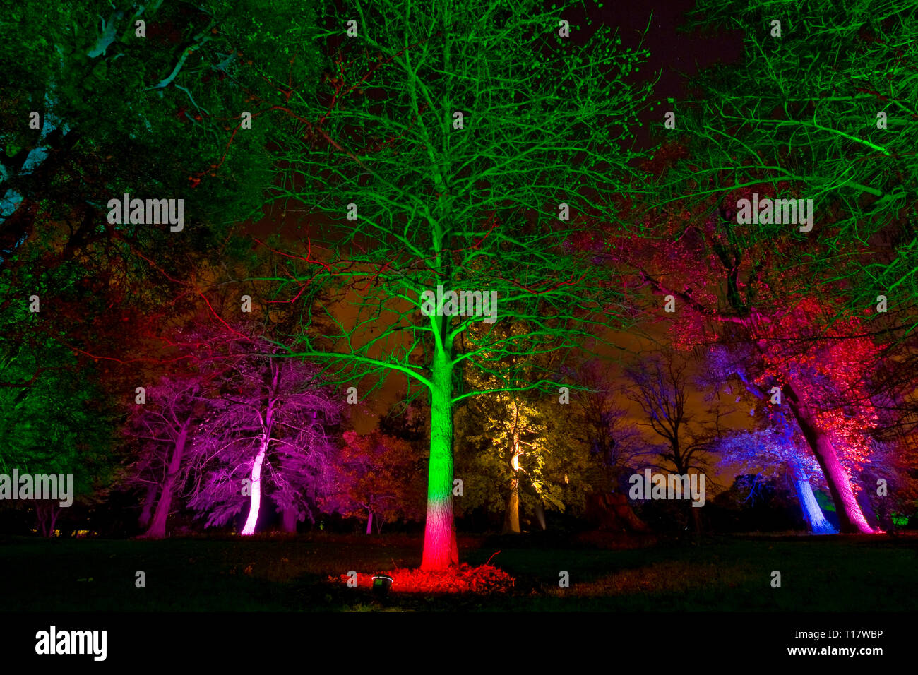 Alberi illuminati nel bosco di notte con colori brillanti Foto Stock