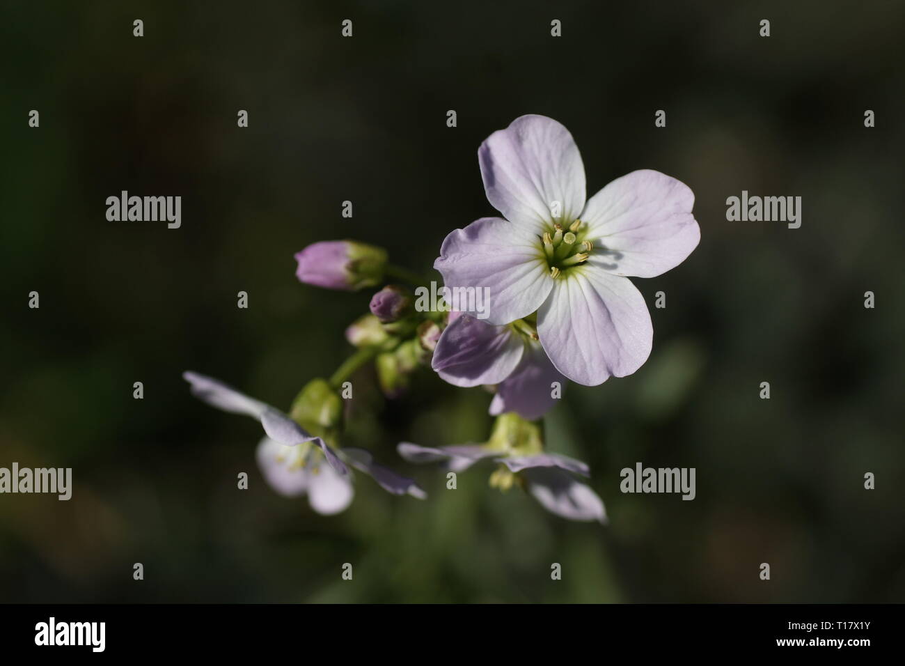 In prossimità di fiori di cardamine pratensis Foto Stock