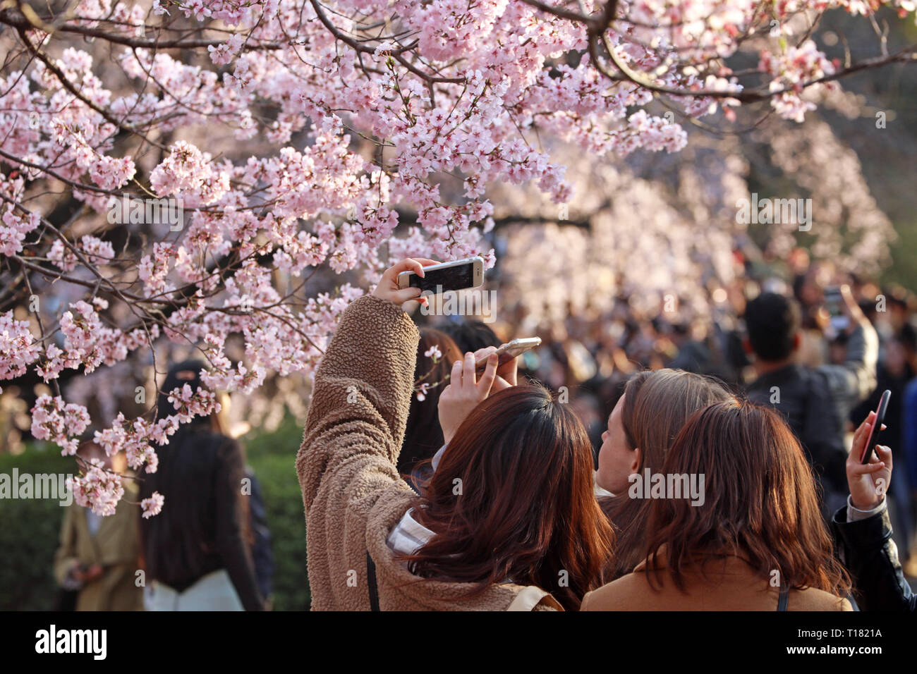 Tokyo, Giappone. Il 24 marzo 2019. Il fiore di ciliegio o Sakura, stagione  è ufficialmente iniziata in Giappone e la folla di gente del posto e  turisti accorsi per i parchi di