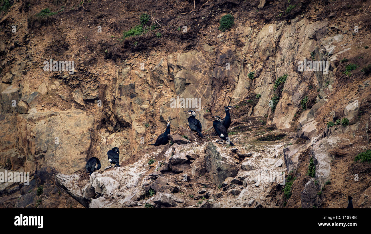 Testa di Bray, Irlanda. 24 marzo, 2019 colonia di Cormorani godendo di caldo e vento meteo libero sul lato sud scogliere di Bray testa. Credito: Vitaliy Tuzov/Alamy Live News Foto Stock