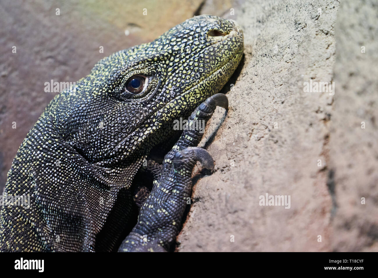 Ritratto ravvicinato di una lucertola macchiata che si arrampica su una roccia, dettaglio della fauna selvatica dei rettili Foto Stock