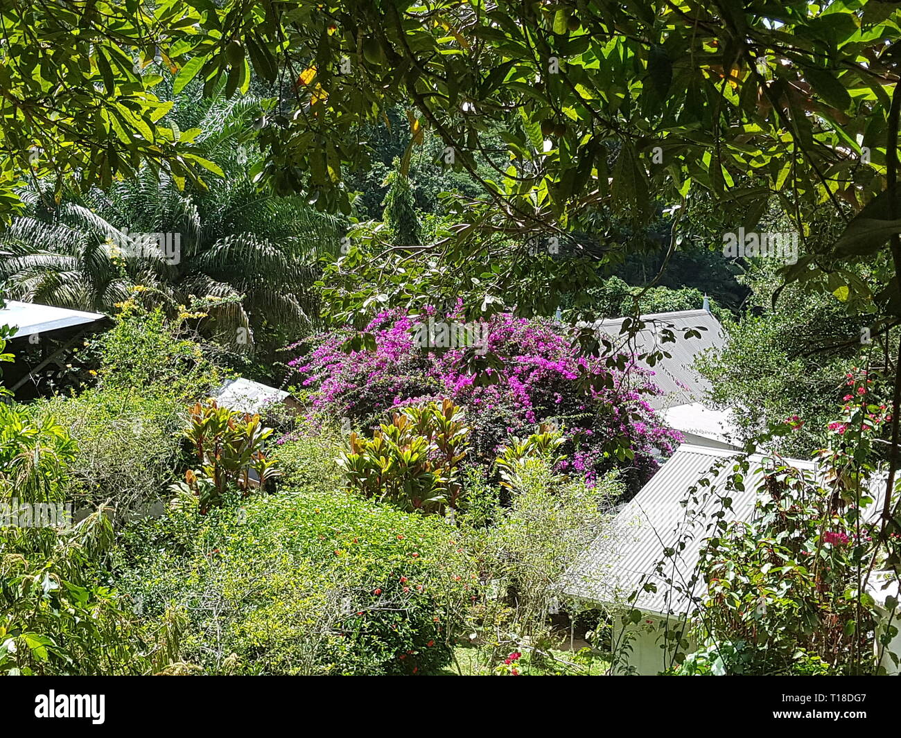 Fiori di colore rosa nel giardino delle spezie Jardin du Roi sulle  Seychelles Isola Mahe Foto stock - Alamy