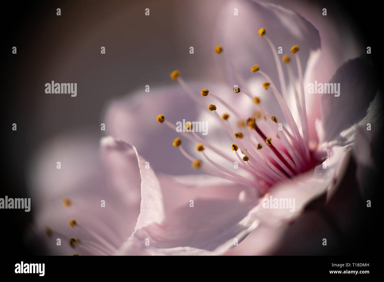 Bella close up fiori prunus cerasifera nigra Foto Stock