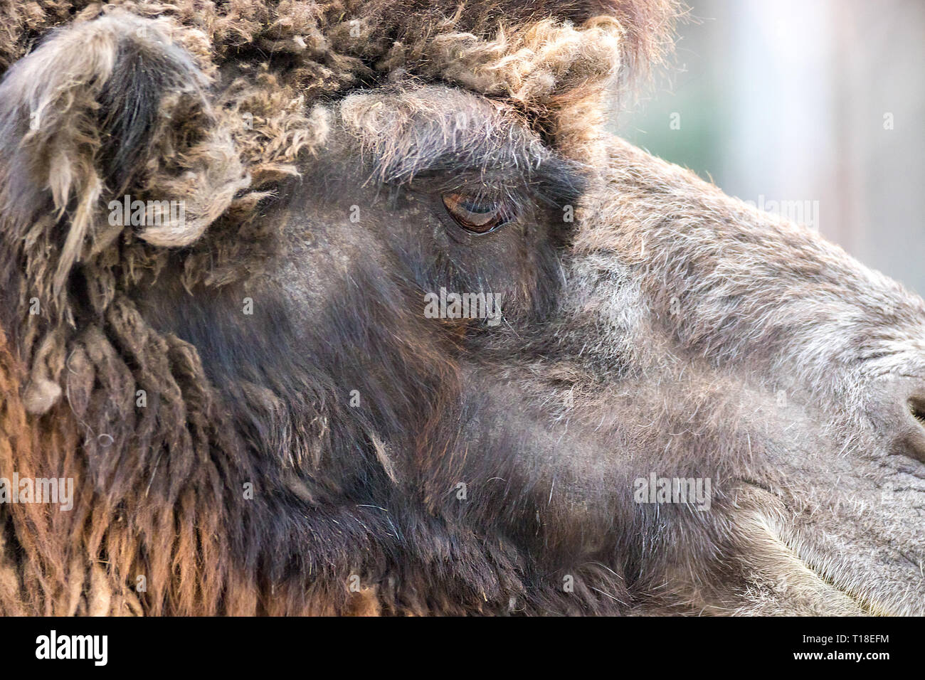 Immagine della testa di un animale mammifero home big camel Foto Stock