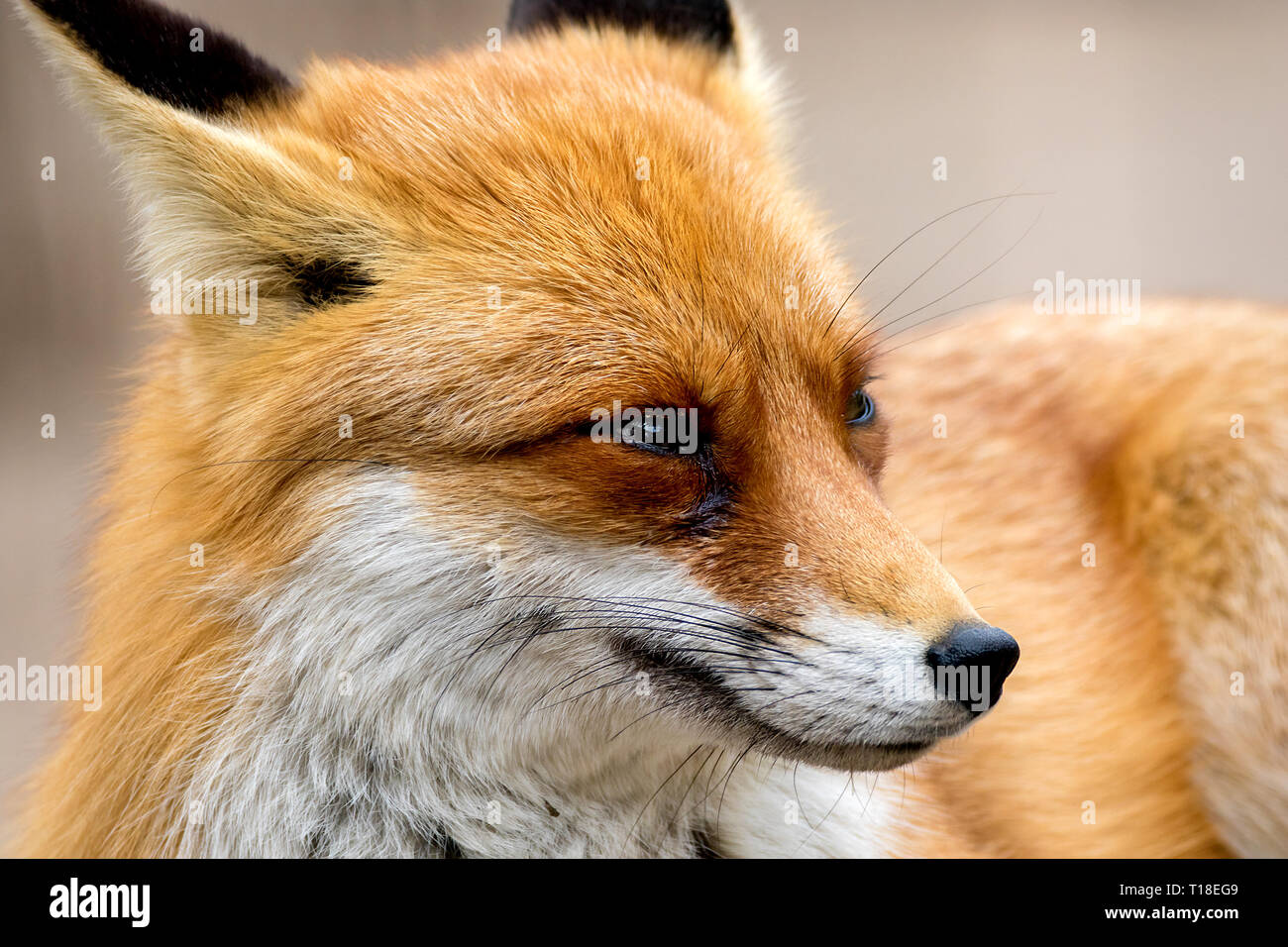 Immagine ritratto di un animale selvatico red fox Foto Stock