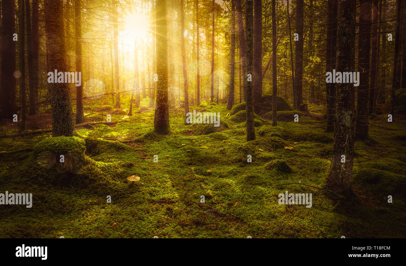 Verde muschio foresta da favola con bella luce dal sole che splende tra gli alberi nella nebbia. Misteriosa atmosfera accogliente. Foto Stock