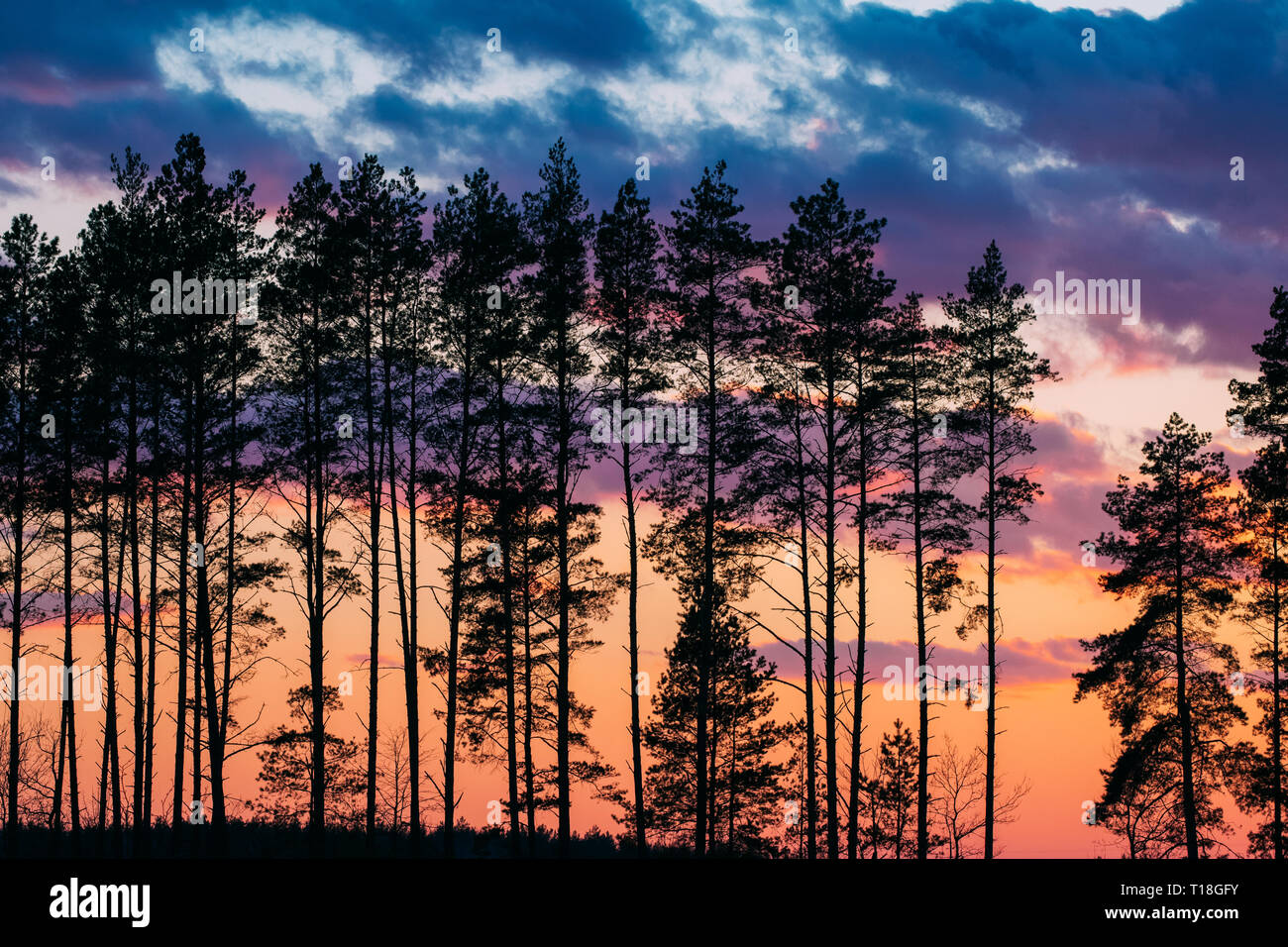 Sunset Sunrise nella foresta di pini. Nero scuro tronchi di abete sagome in luce del sole naturale di luminoso colorato cielo drammatico. Sunny la foresta di conifere Foto Stock