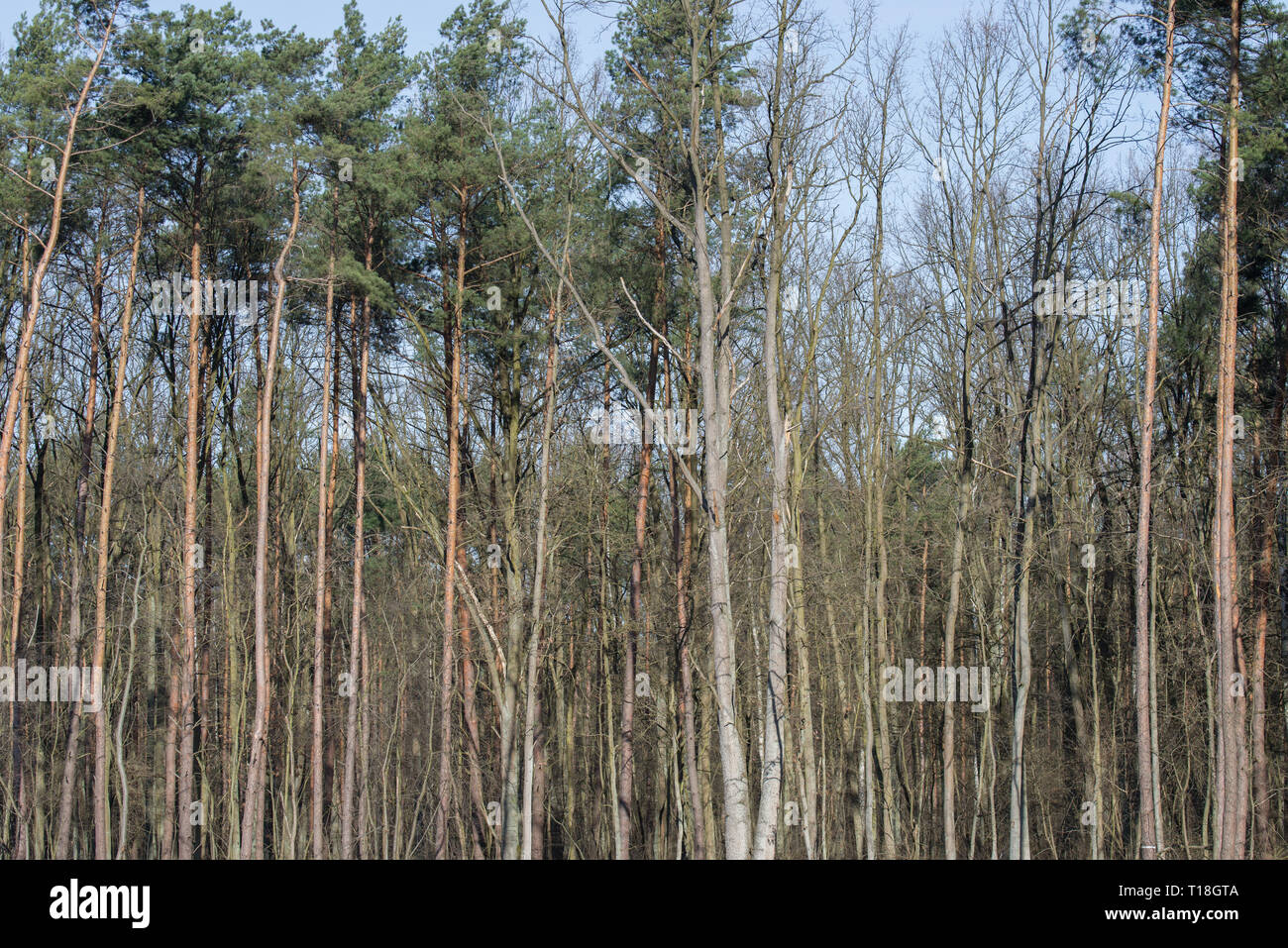Pini e querce di alberi in foresta sul giorno di sole Foto Stock