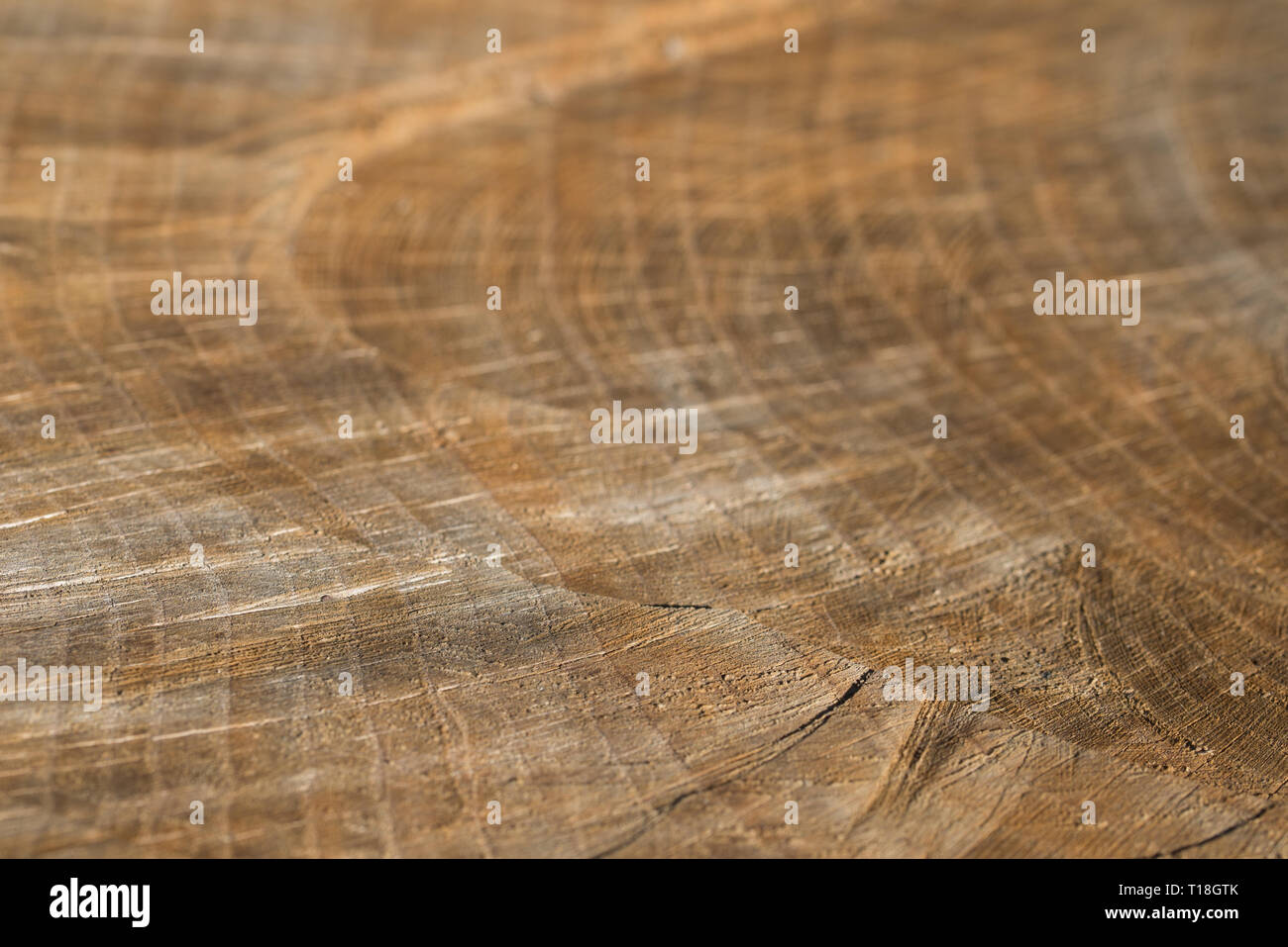 Tagliare alberi texture di sfondo il fuoco selettivo macro Foto Stock