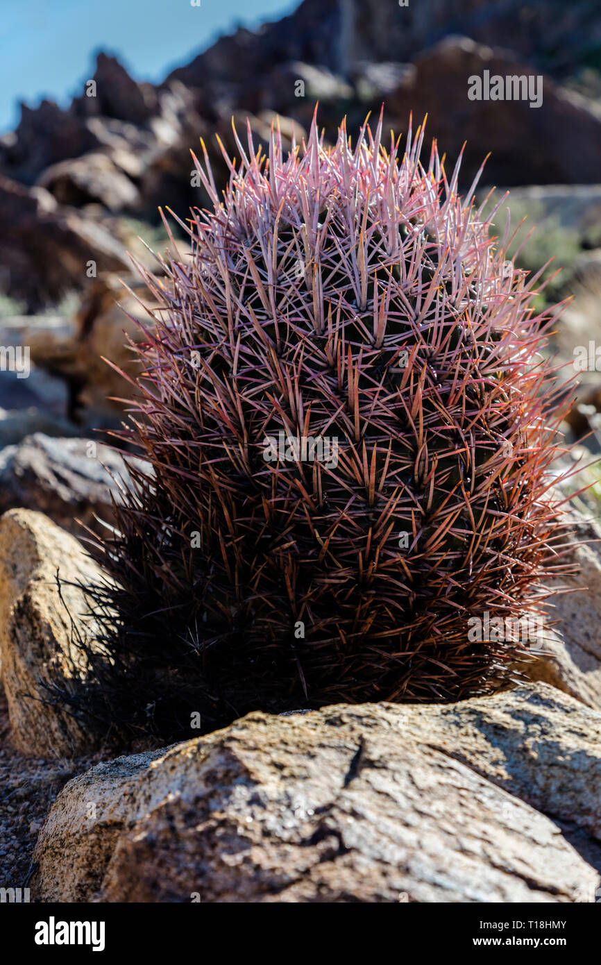 BARREL CACTUS (Ferocactus wislizeni) - Joshua Tree National Park, California Foto Stock