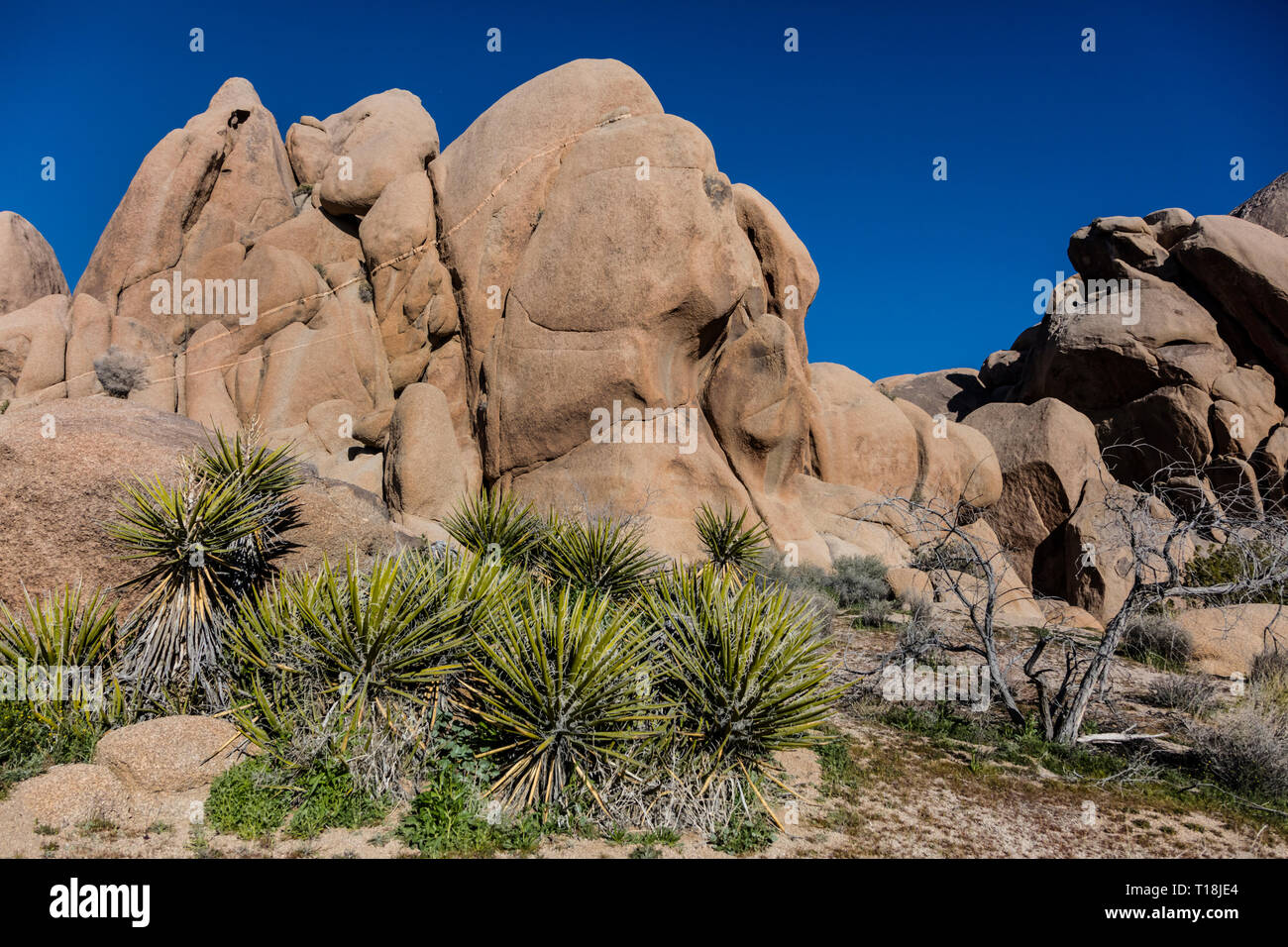 Il granito formazioni rocciose sono disponibili in molte forme incredibili - Joshua Tree National Park, California Foto Stock