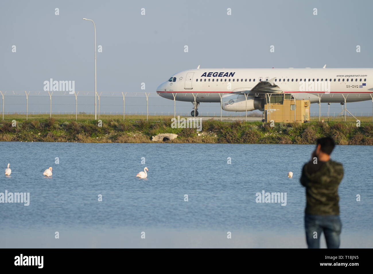 Fenicottero rosa utilizzare Cipro come uno dei più importanti passaggi migratori. Tra di loro ci sono 12.000 fenicotteri (Phoenicopterus ruber) alimentazione in salamoia gamberetti. Foto Stock