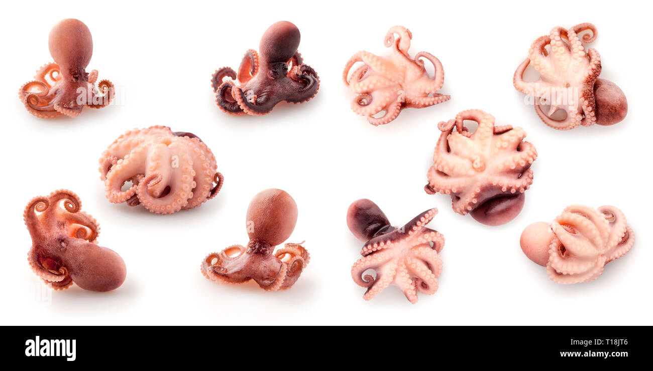 Creative dieta alimentare mangiare sano concetto foto di una deliziosa serie di cucinato polipetti tentacolo di frutti di mare per i gourmet su sfondo bianco. Foto Stock