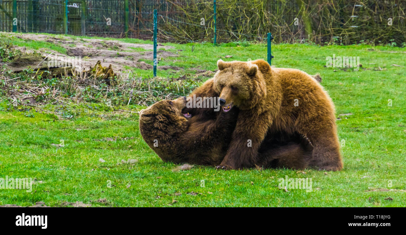 Due esemplari di orso bruno in combattimenti con ogni altro animale aggressivo comportamento, si posa sulla terra gli altri sulla parte superiore, comune animali in Eurasia Foto Stock