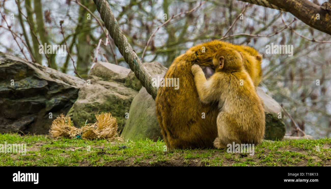 I capretti barbary macaque picking pulci da sua madre, animali toelettatura ogni altro tipico comportamento di scimmia Foto Stock