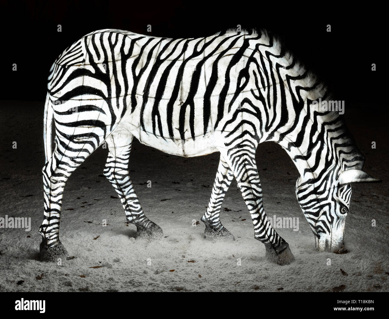 Lo Zoo di Chester Lanterna a piedi - Zebra Foto Stock