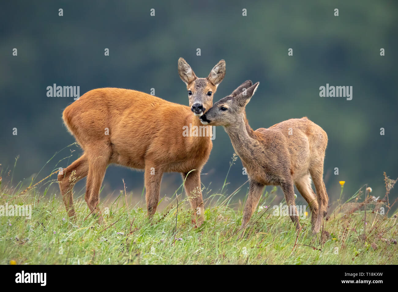 Momento intimo tra madre Roe Deer doe e fawn Foto Stock