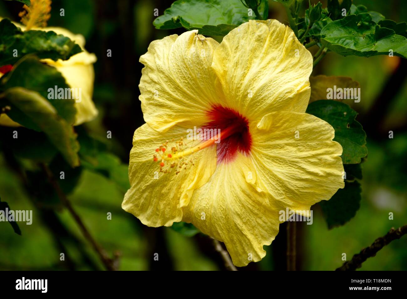 Bel colore giallo fiore di primavera Foto Stock