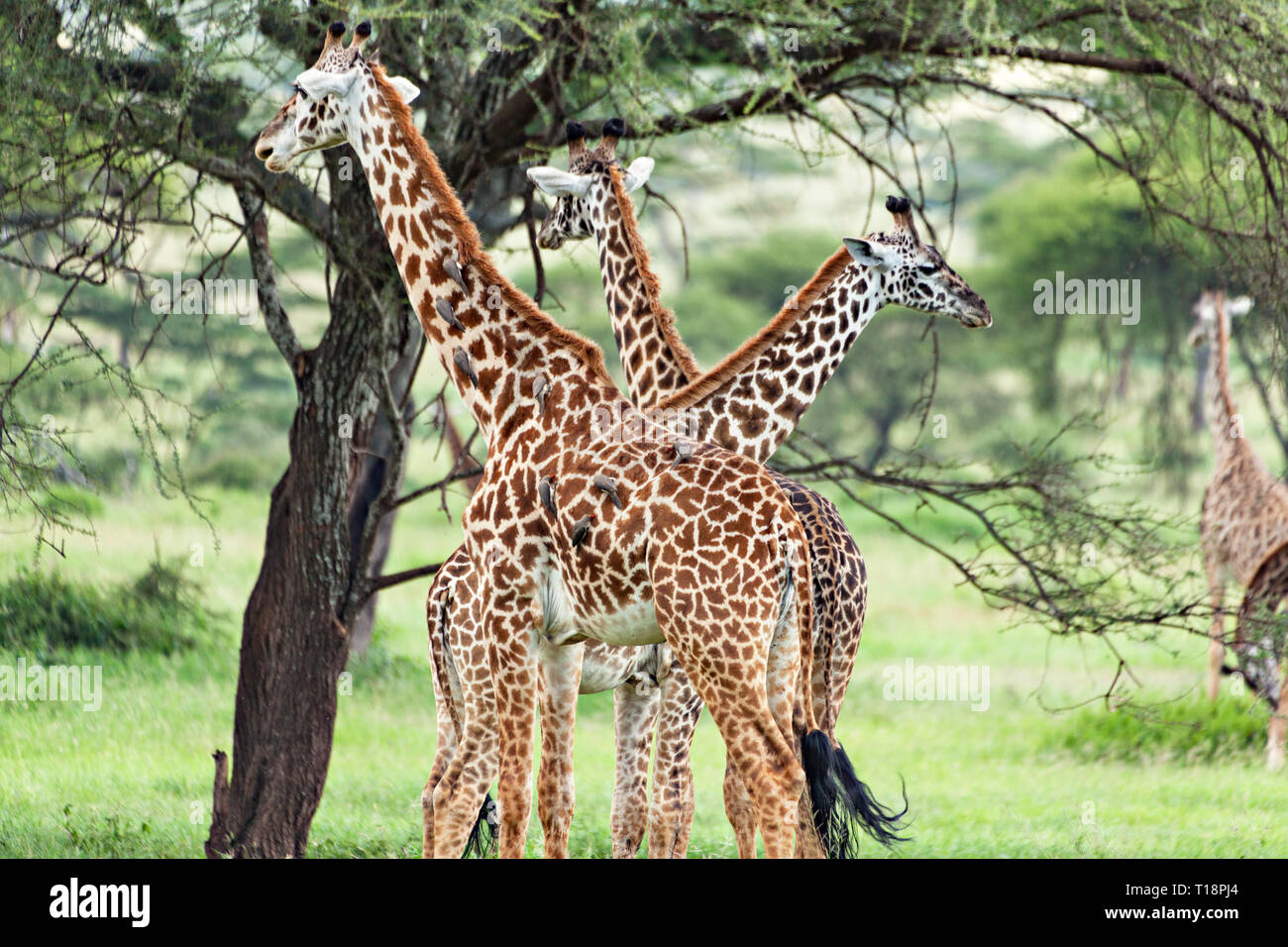 Tre teste Giraffa con Tickbirds Foto Stock