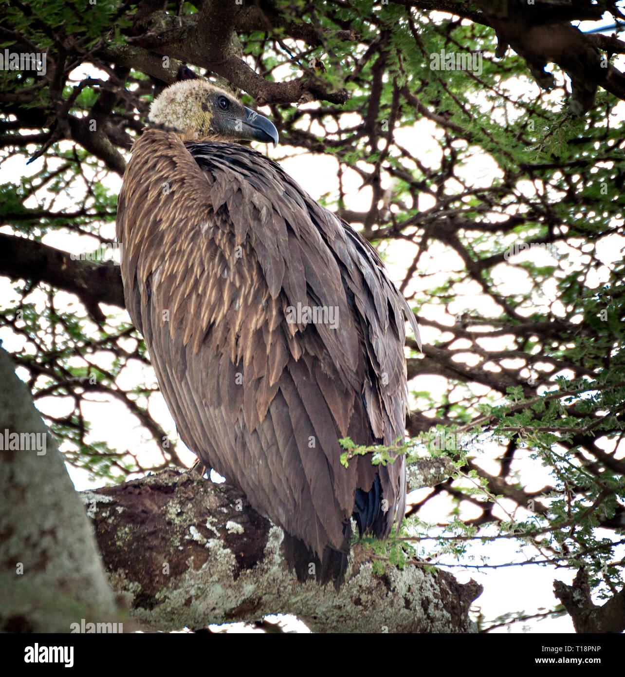 Vulture in una struttura ad albero Foto Stock