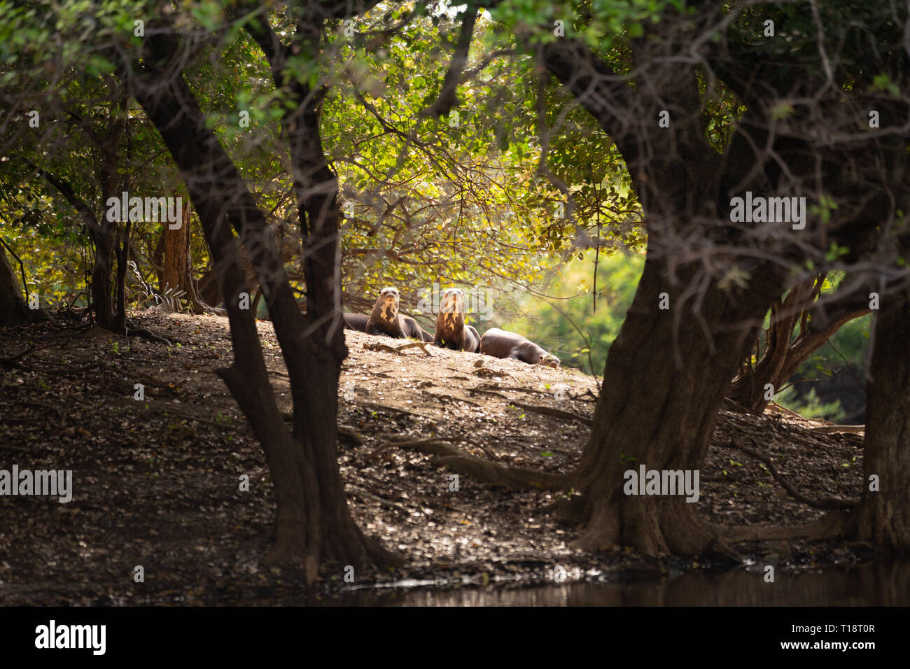 Una famiglia di lontre giganti (Pteronura brasiliensis) sulla banca del fiume sotto il sole. Pantanal Foto Stock