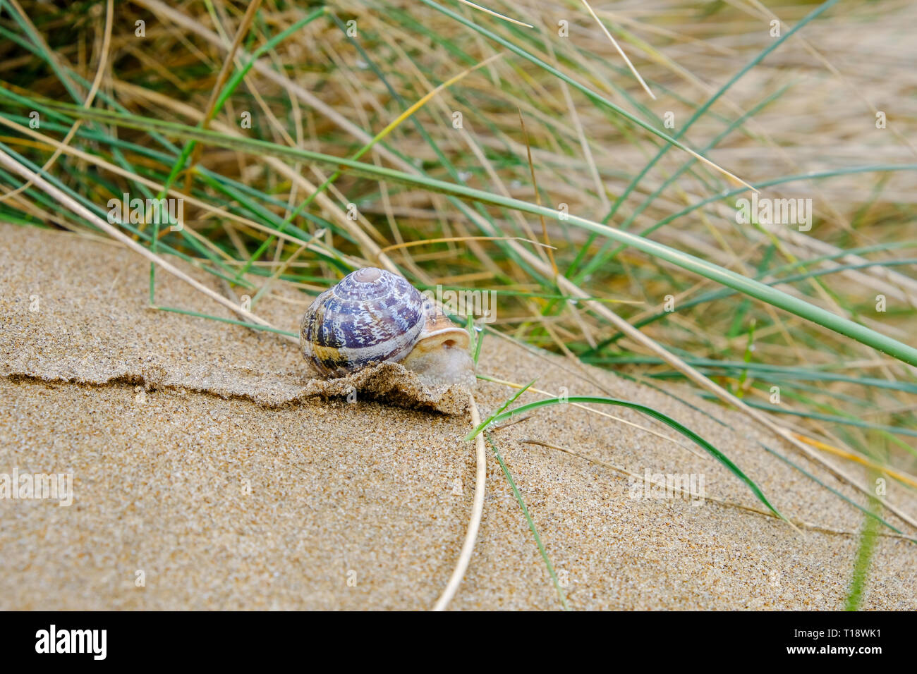 21 Marzo 2019 - Saunton, Devon, Regno Unito - Una vista ravvicinata di Amber Sandbowl lumaca (Catinella arenaria), una rara lumaca trovata nel Braunton Burrows Foto Stock