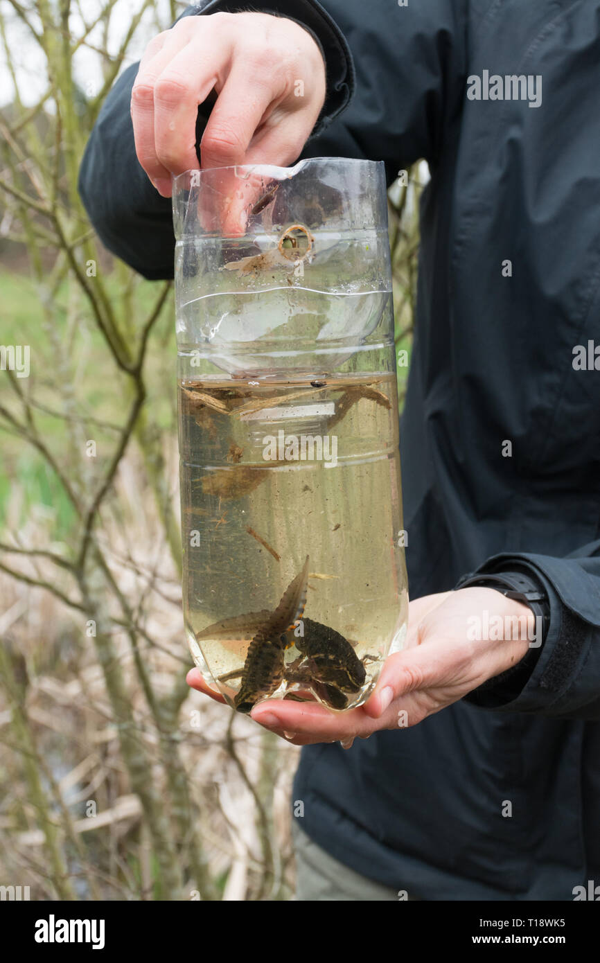 Licenza ecologista controllare una trappola bottiglia dopo una notte di newt indagine in uno stagno con diverse tritoni nella trappola, Hampshire, Regno Unito Foto Stock