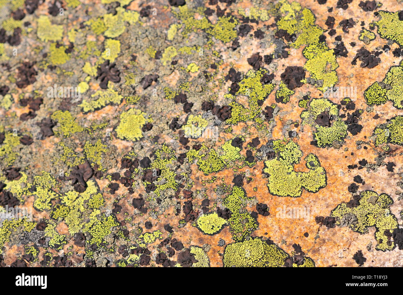 Rhizocarpon geographicum (mappa lichen) crescente sulla roccia Foto Stock