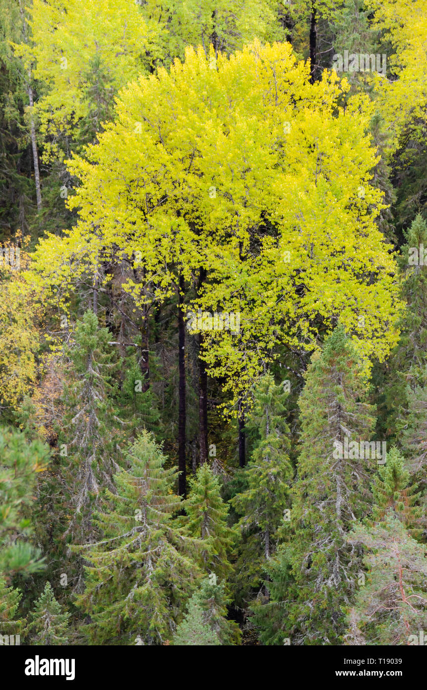 Una scena autunnali di un albero giallo circondato da altri alberi Foto Stock