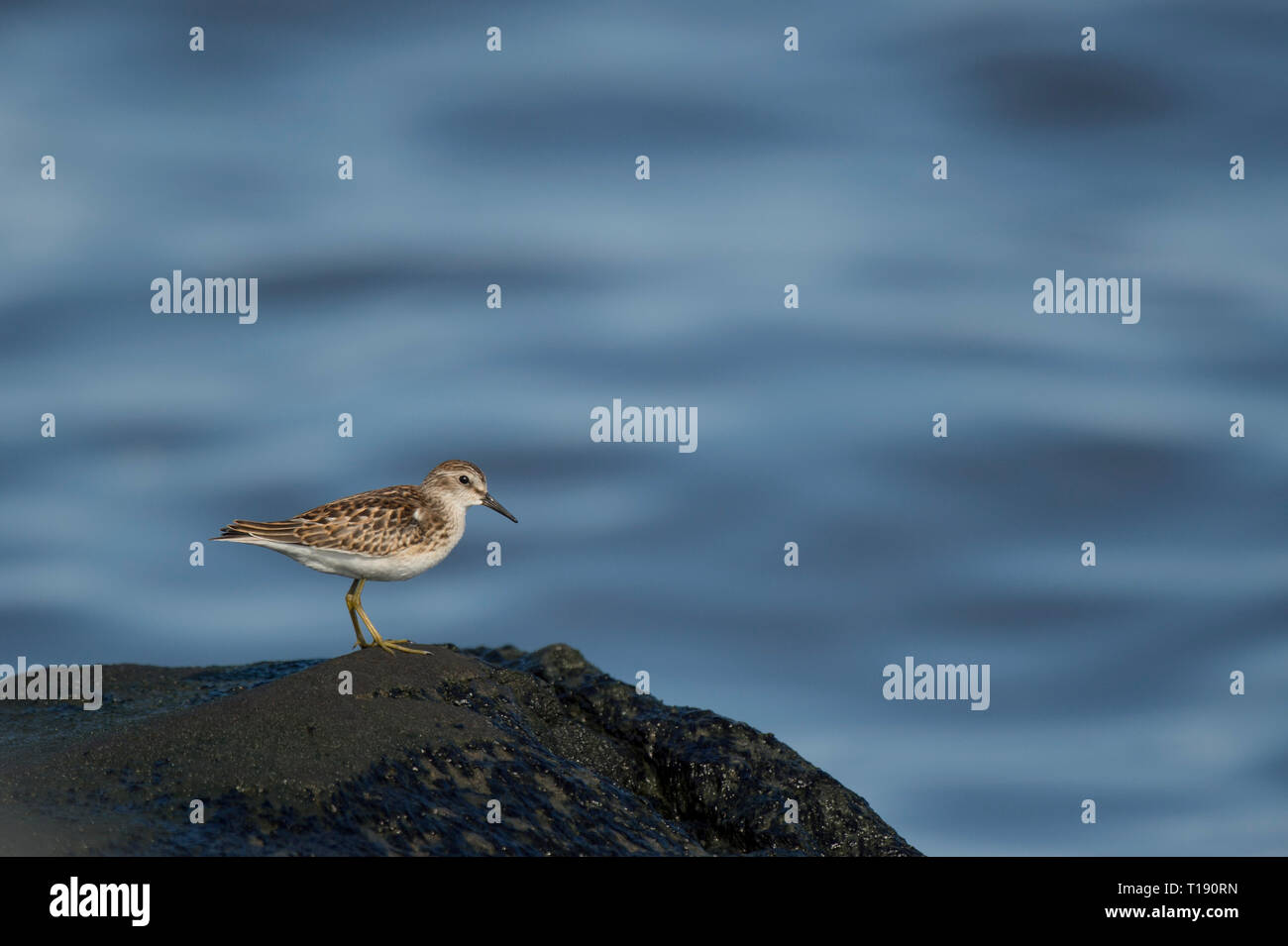 Un minuscolo almeno il Sandpiper sorge su un molo rock nel sole luminoso con un morbido blu Sfondo oceano. Foto Stock