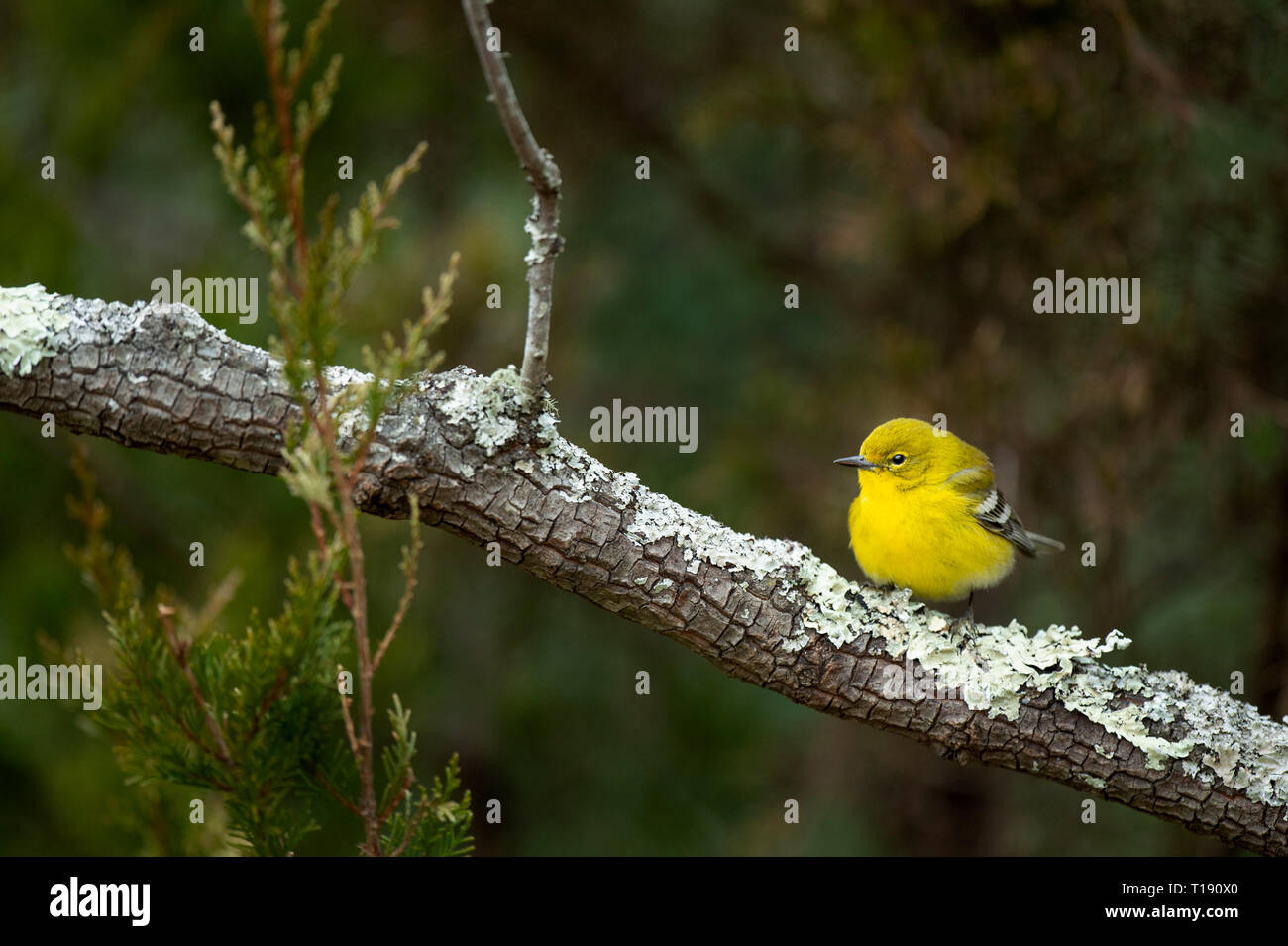 Un giallo brillante Pine Trillo posatoi su un ramo di spesse coperte di licheni con una foresta verde dello sfondo. Foto Stock