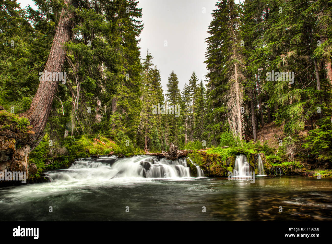 Una lunga esposizione di un piccolo fiume e una breve cascata su rocce di muschio tra alti alberi sempreverdi in Oregon Foto Stock