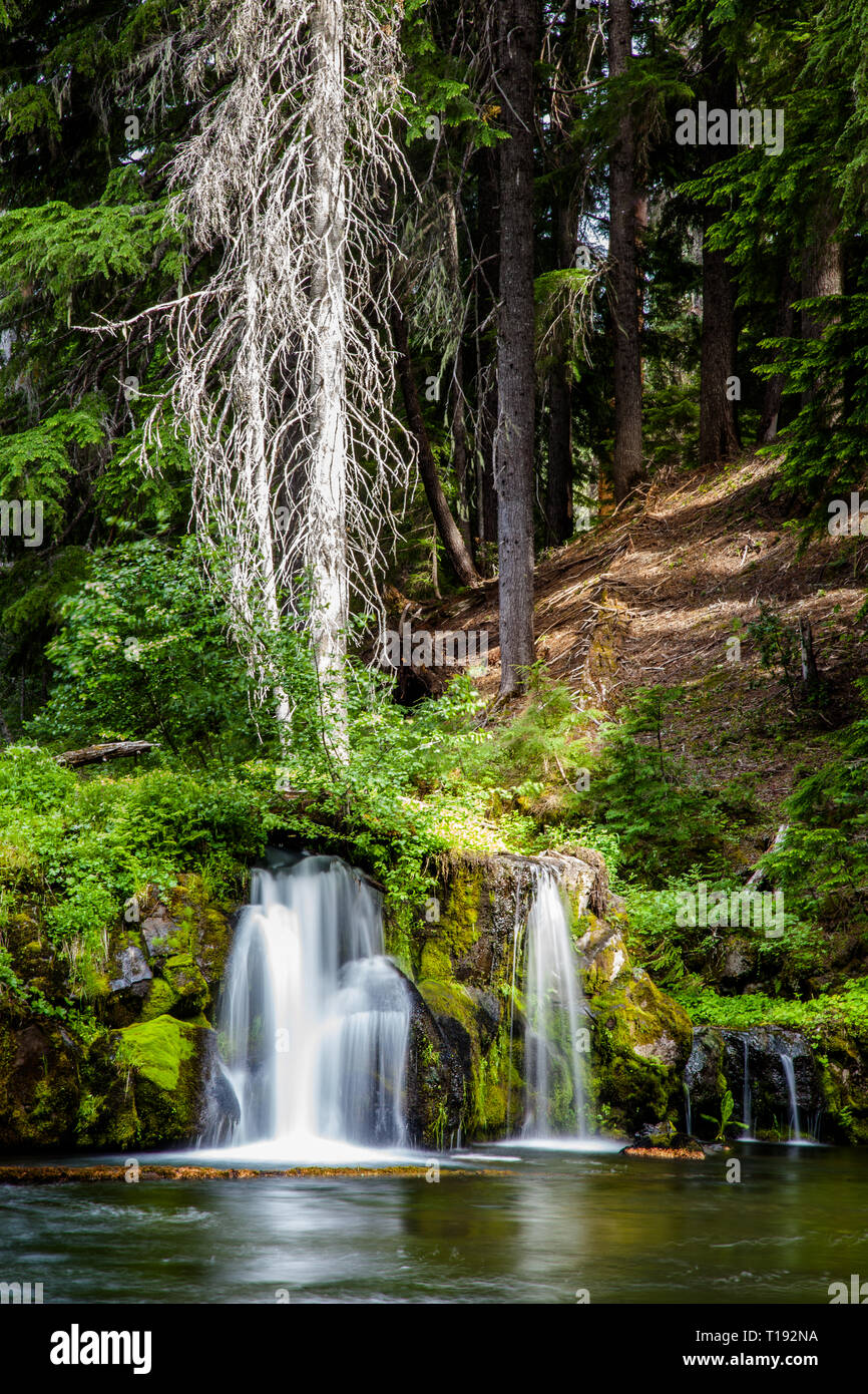 Una lunga esposizione di una cascata di breve con un punto morto albero bianco in Oregon Foto Stock