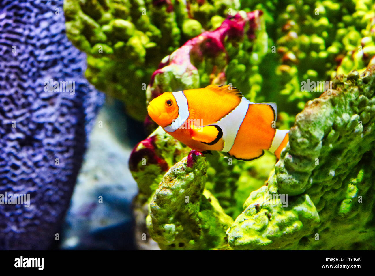 Questa unica immagine mostra un bel clownfish anche chiamato NEMO. La foto è stata scattata al Sea Life Aquarium di Bangkok Foto Stock