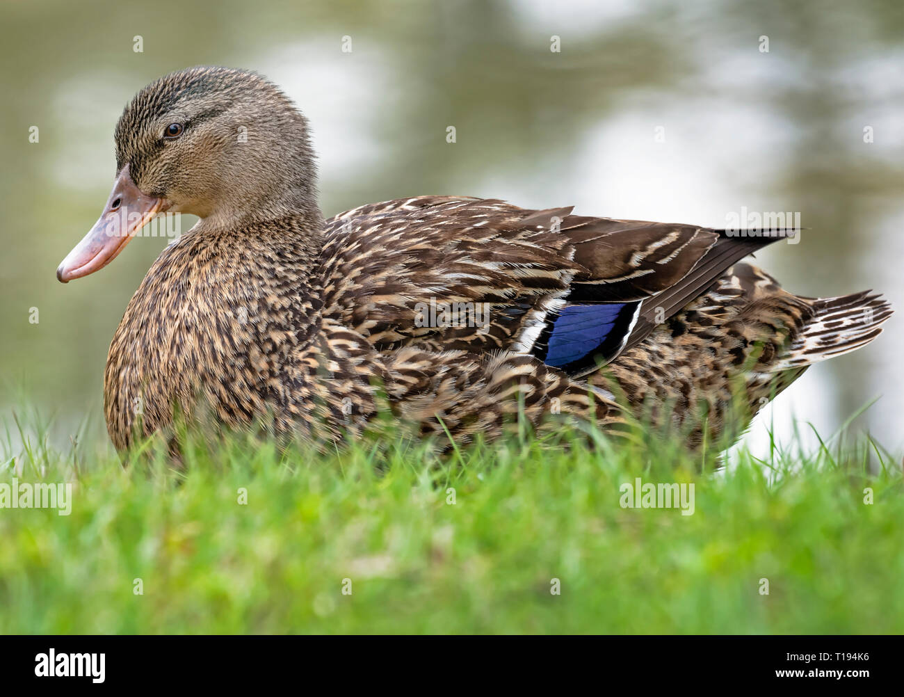 Mallard Duck (femmina) Foto Stock