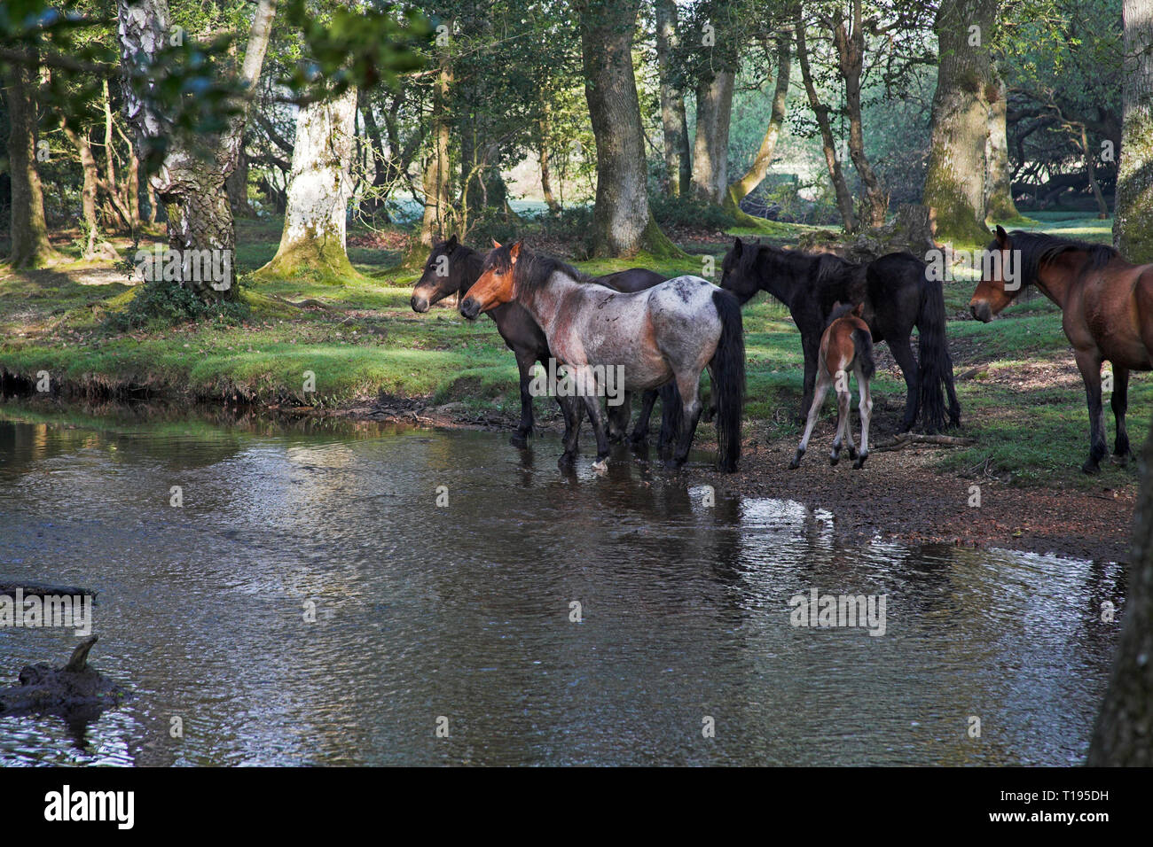 New Forest pony dall'Ober flusso di acqua a Ober angolo vicino Brockenhurst New Forest National Park Hampshire Inghilterra Foto Stock