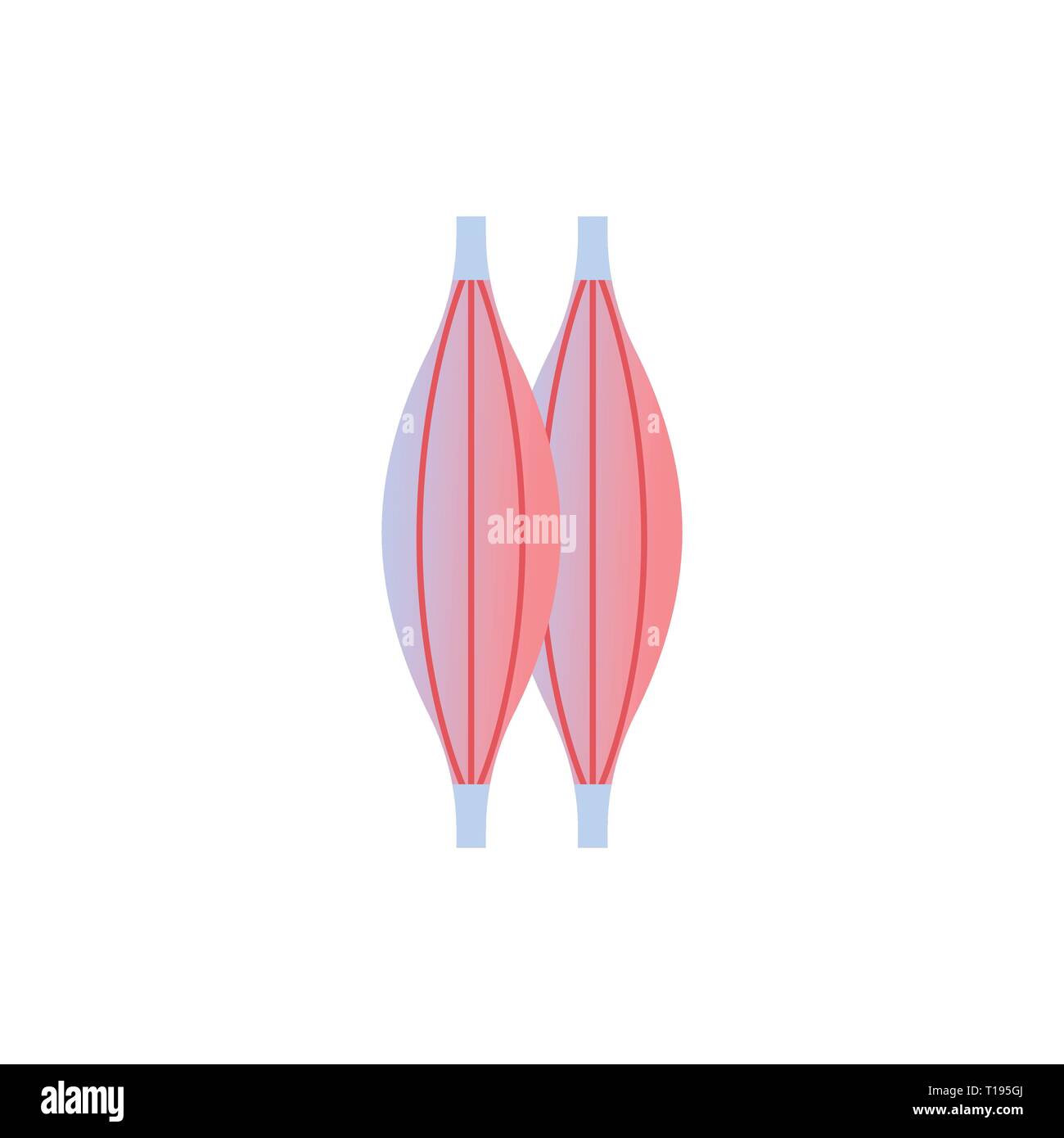 Icona del muscolo organo umano anatomia healthcare medical concetto sfondo bianco Illustrazione Vettoriale