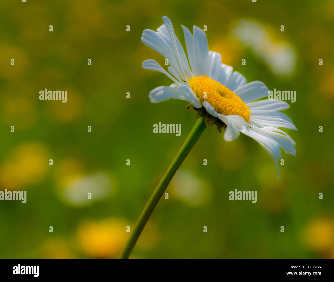 Marguerite close up Foto Stock