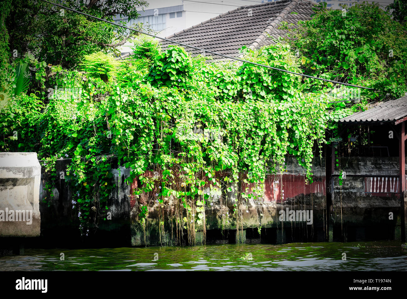 Questa unica immagine mostra la selvaggia vegetazione bellissima di fiori e piante nei canali di Mae Nam Chao Phraya in Bankok Foto Stock