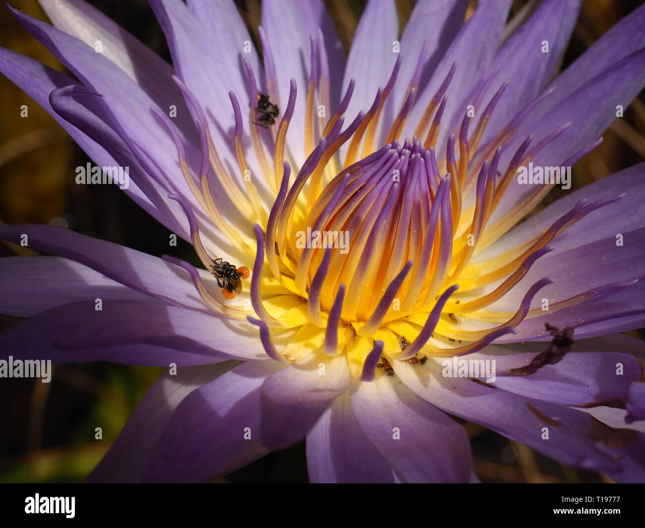 Viola fiore di loto su un laghetto con stingless, native API alimentare all'interno della bella petali. Foto Stock