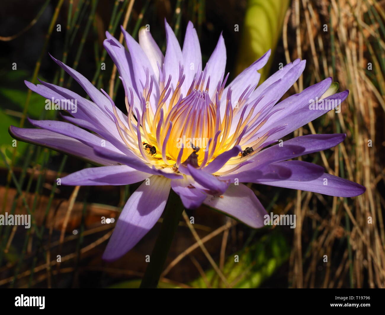 Viola fiore di loto su un laghetto con stingless, native API alimentare all'interno della bella petali. Foto Stock