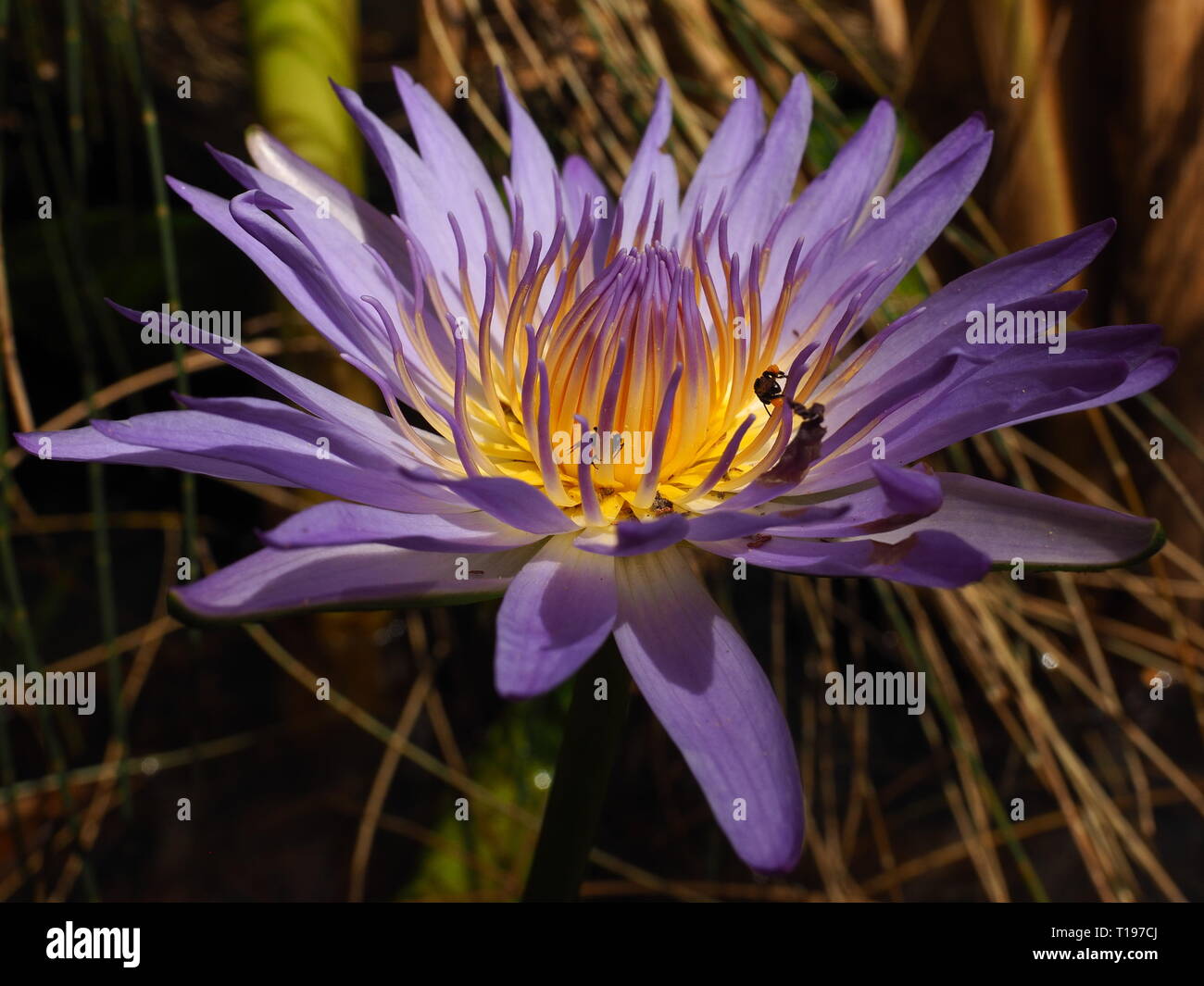 Viola fiore di loto su un laghetto con stingless, native API alimentare all'interno della bella petali. Foto Stock