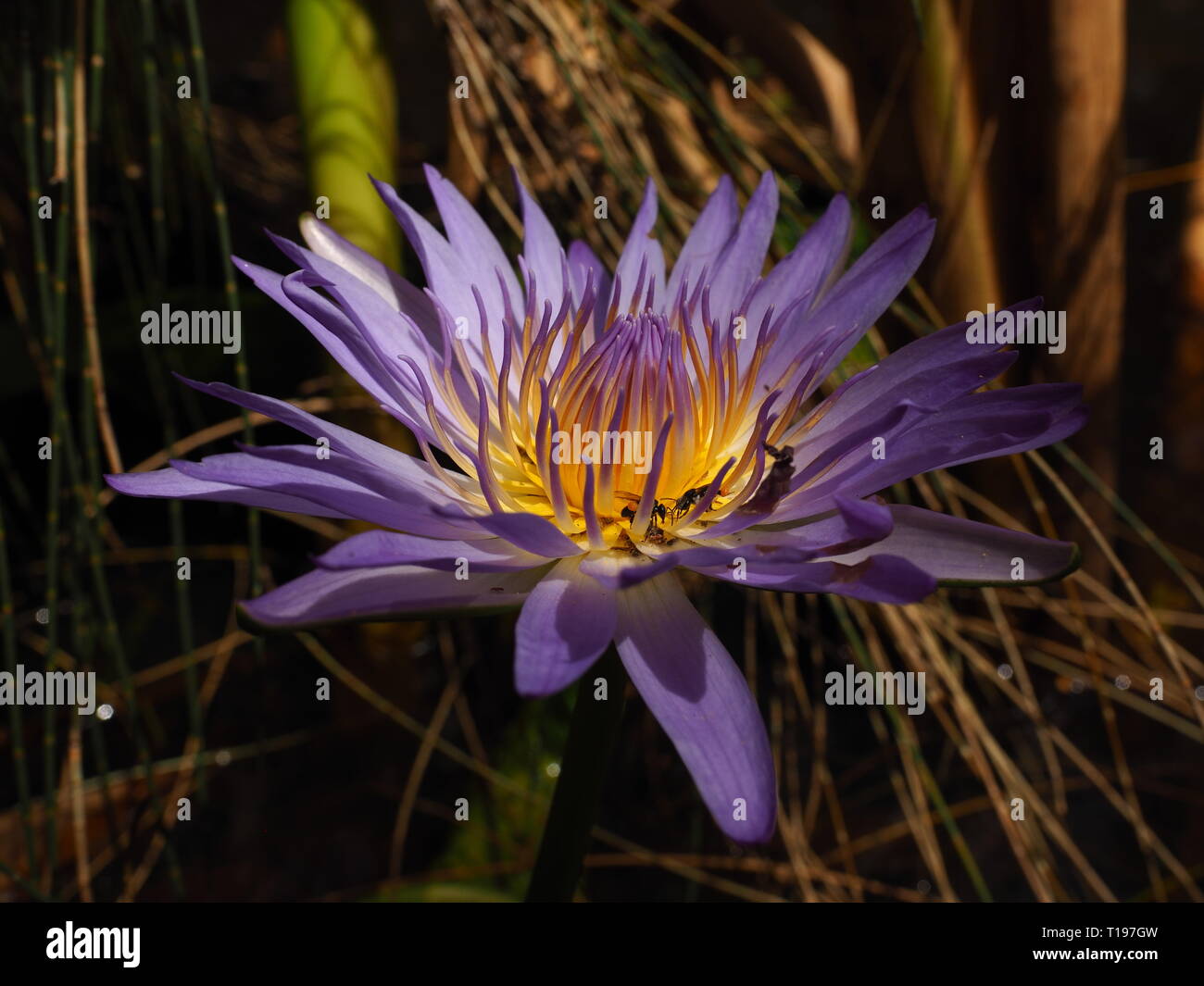 Viola fiore di loto su un laghetto con stingless, native API alimentare all'interno della bella petali. Foto Stock