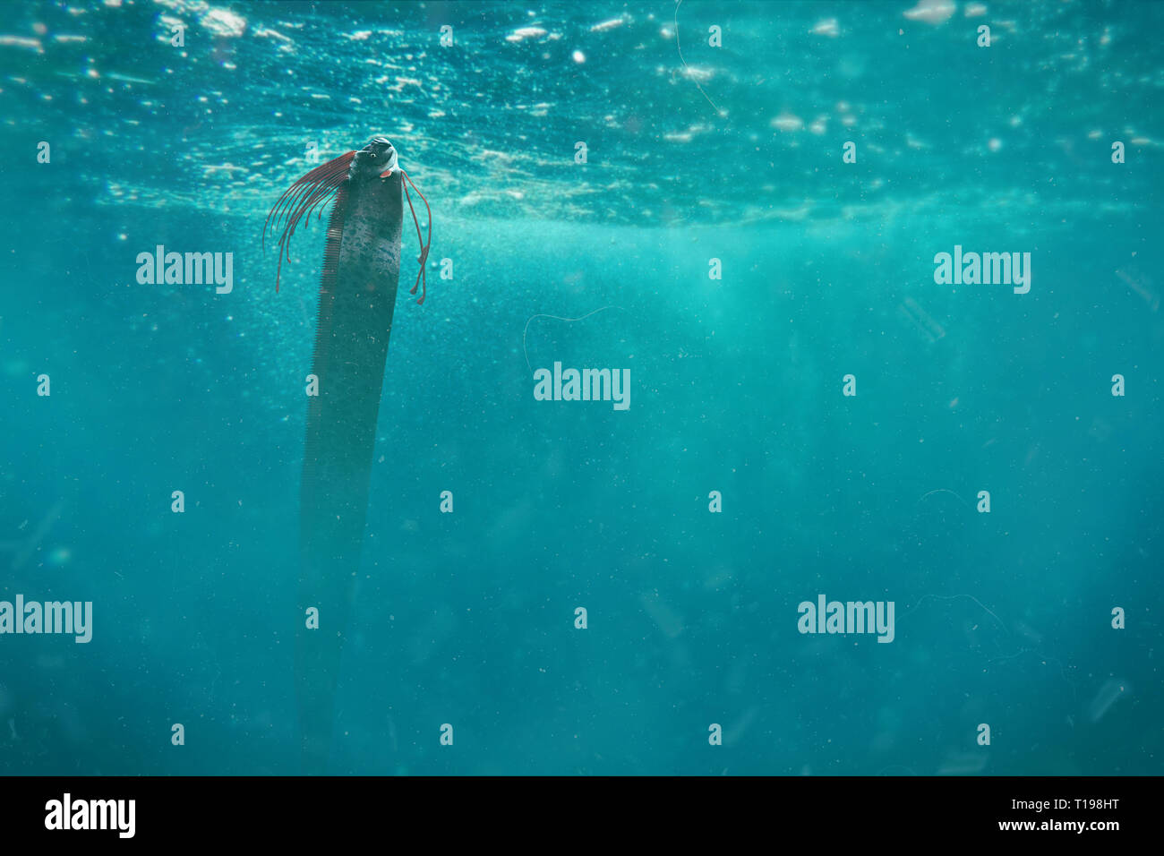 Oarfish gigante, Regalecus glesne in una verticale tipica posizione di nuoto Foto Stock